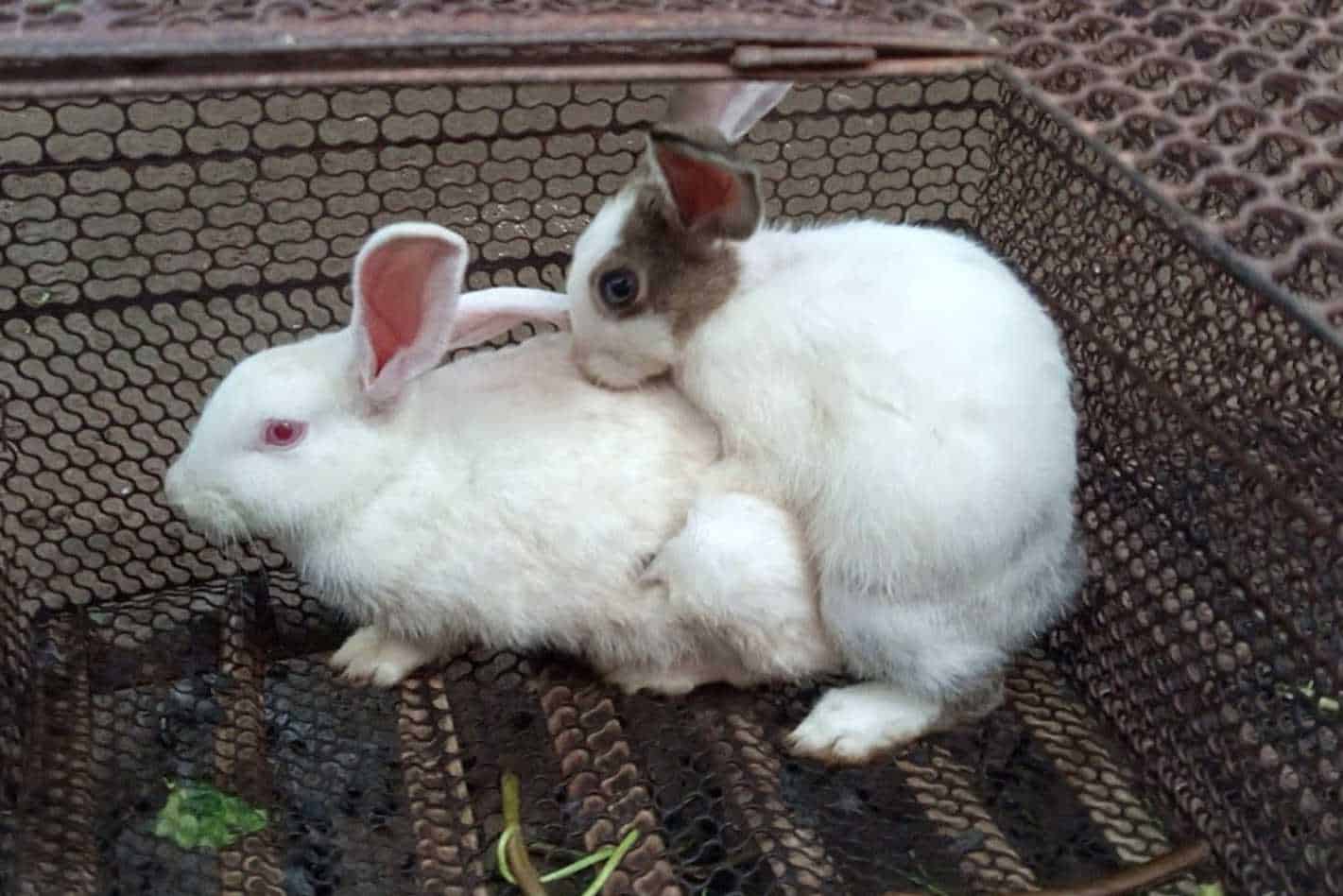 rabbit breeding age