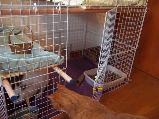 rabbit cage design