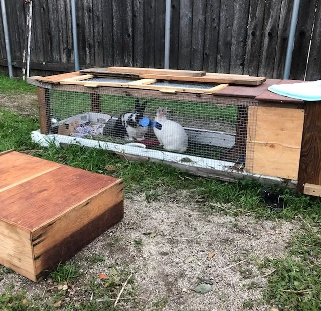 rabbit cage plans