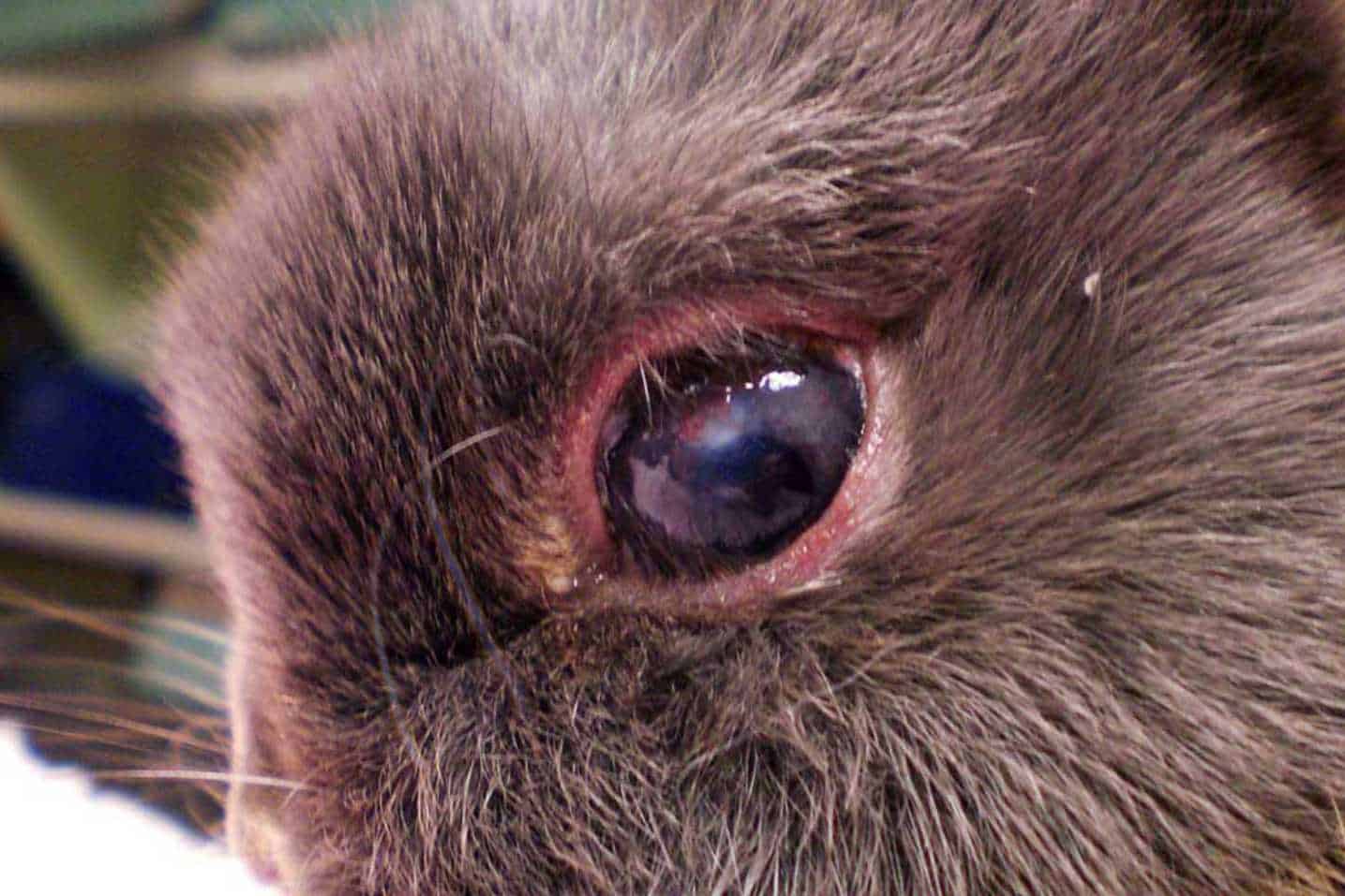 rabbit eye infection