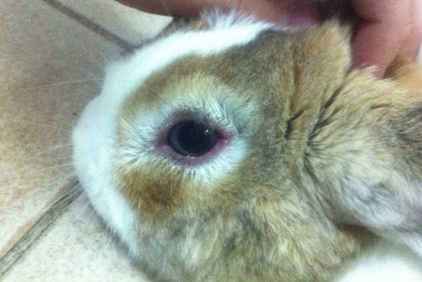 rabbit eye problems