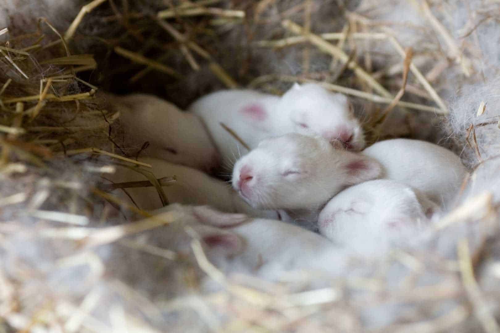 rabbit lay eggs