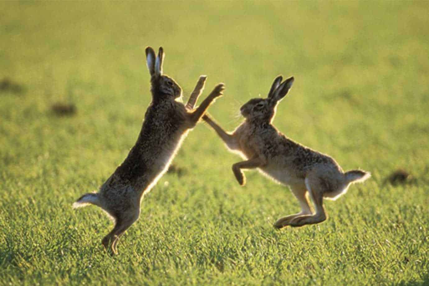 rabbit positions