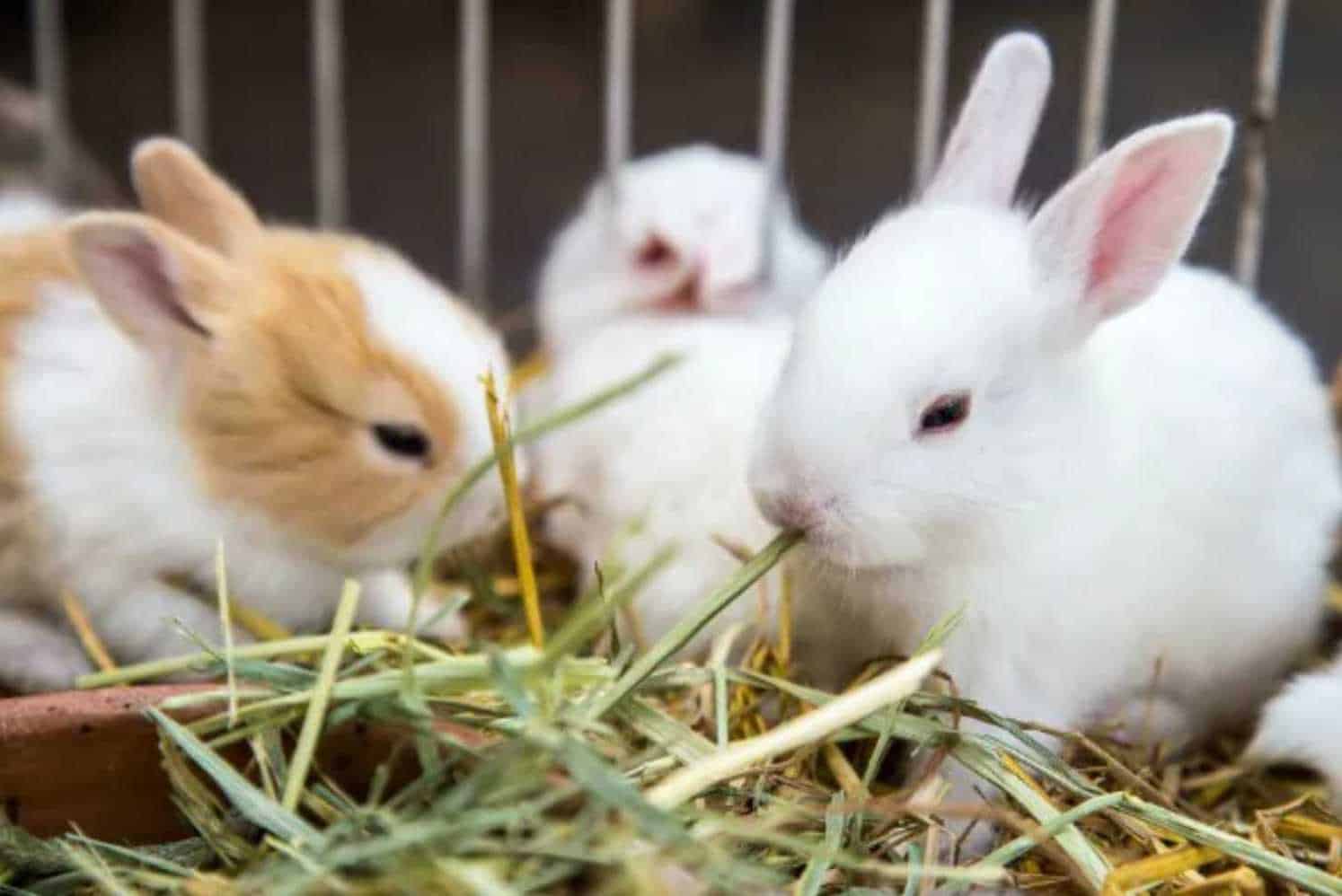 15 Rabbit Noises & Sounds You Should Know (And What They Mean)