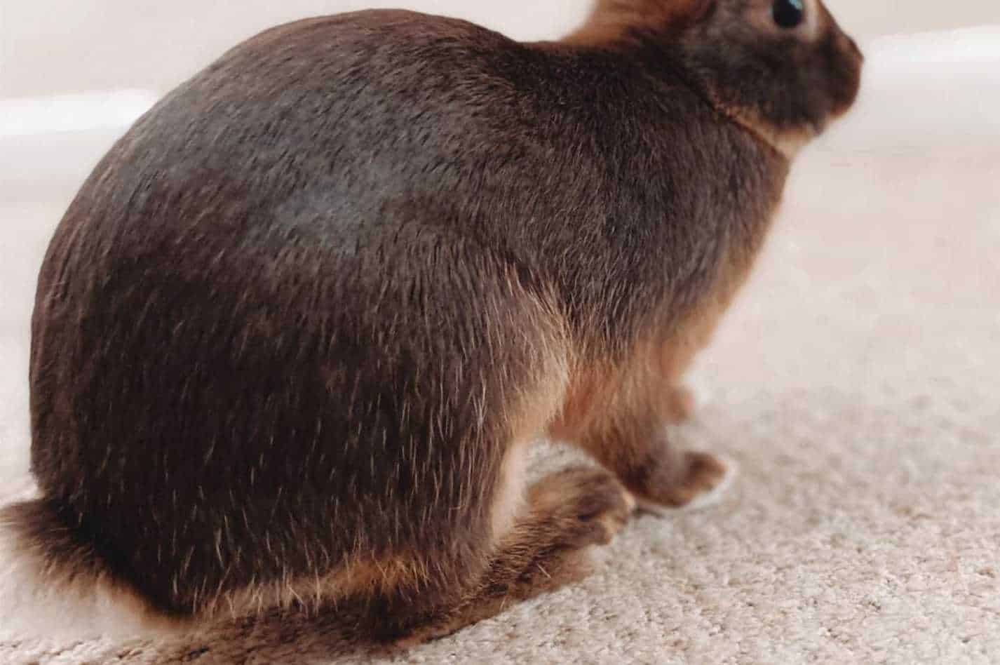 rabbit thump