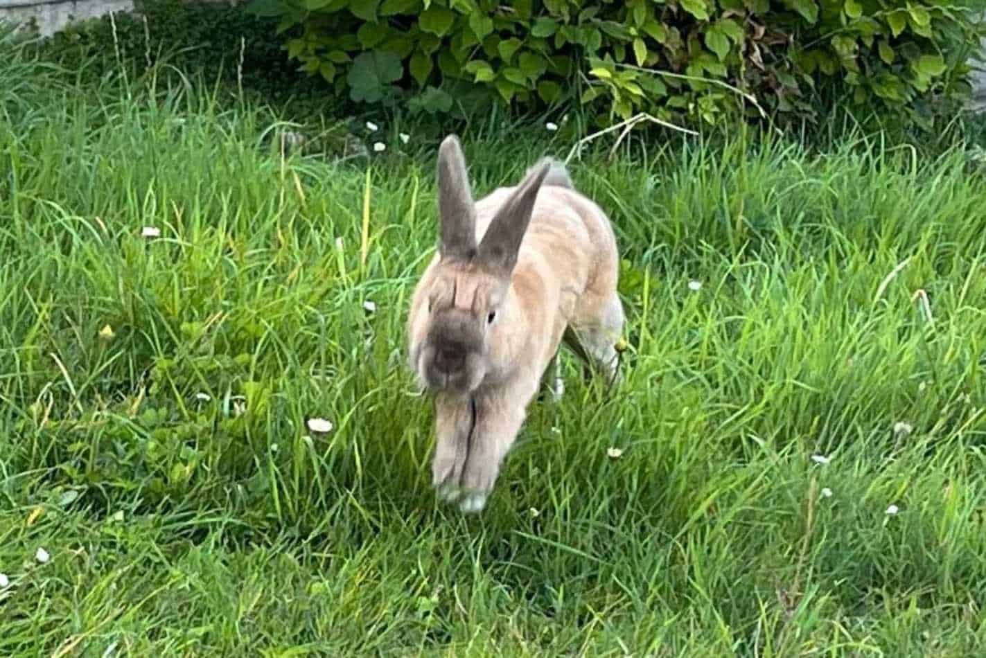 rabbits binky jump