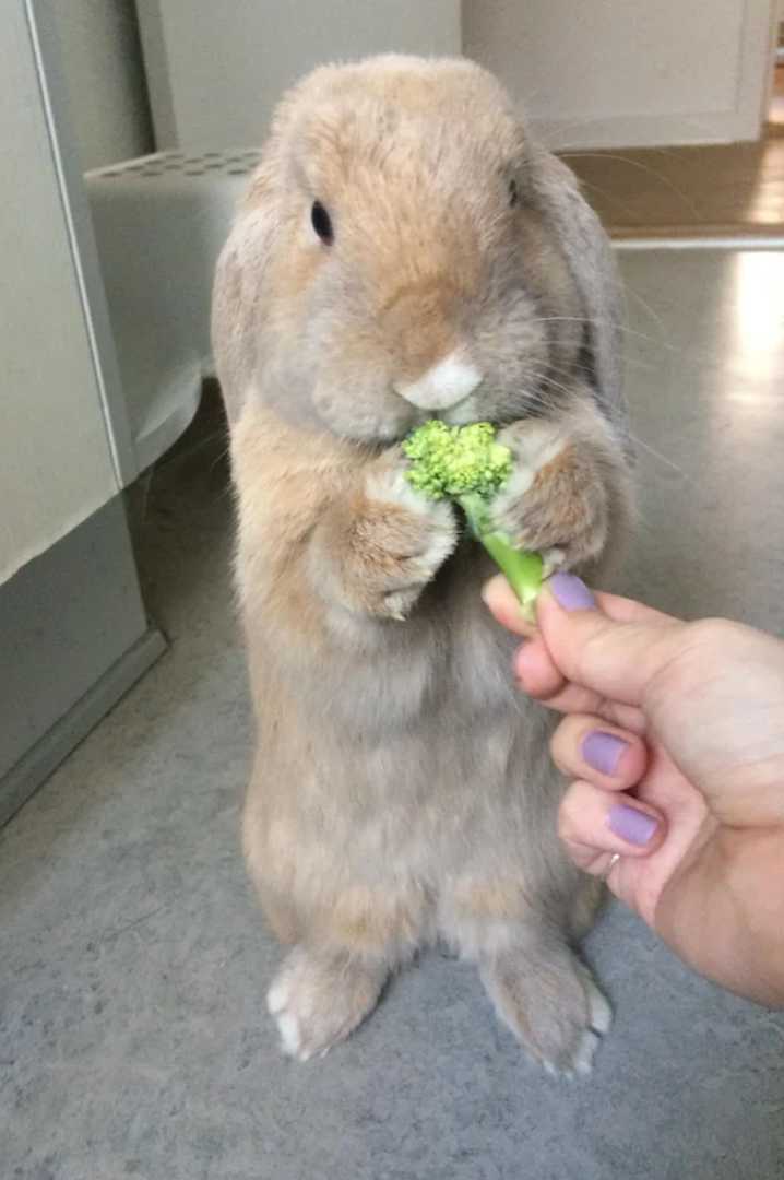 rabbits eat broccoli