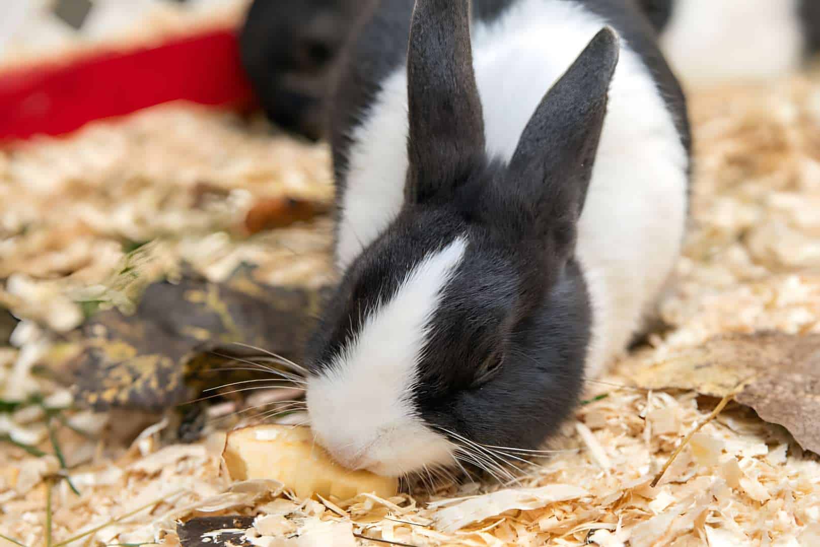 rabbits eat sweet potatoes