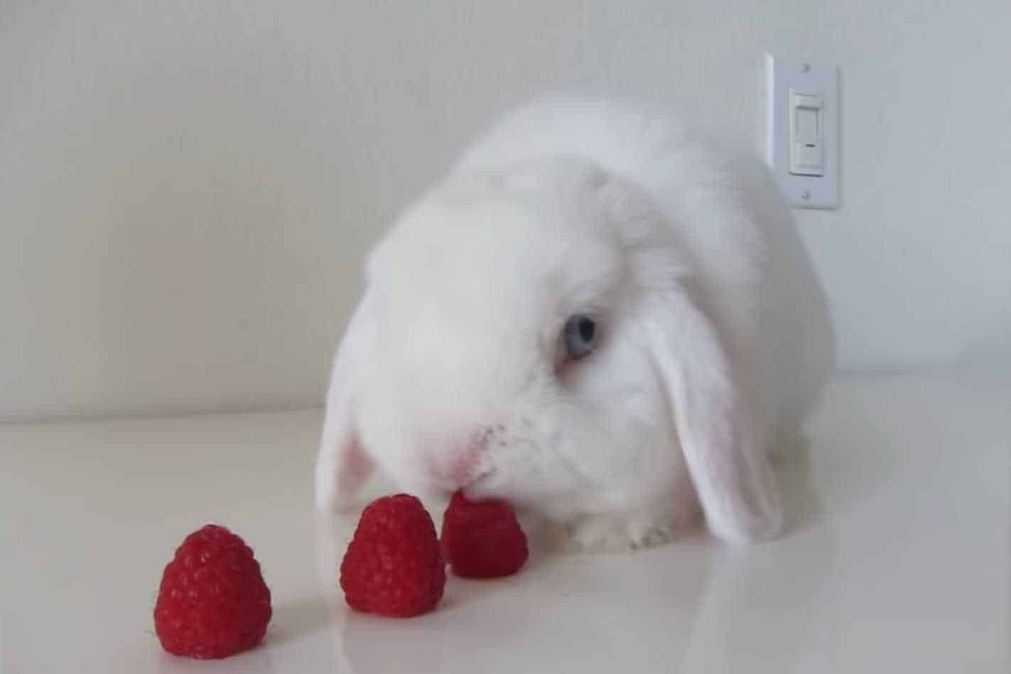 rabbits eating raspberries