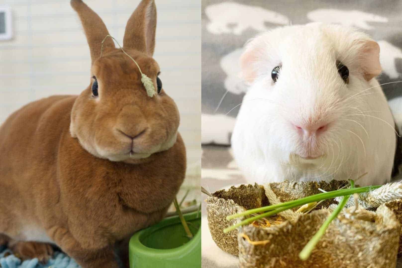 rabbits vs guinea pigs