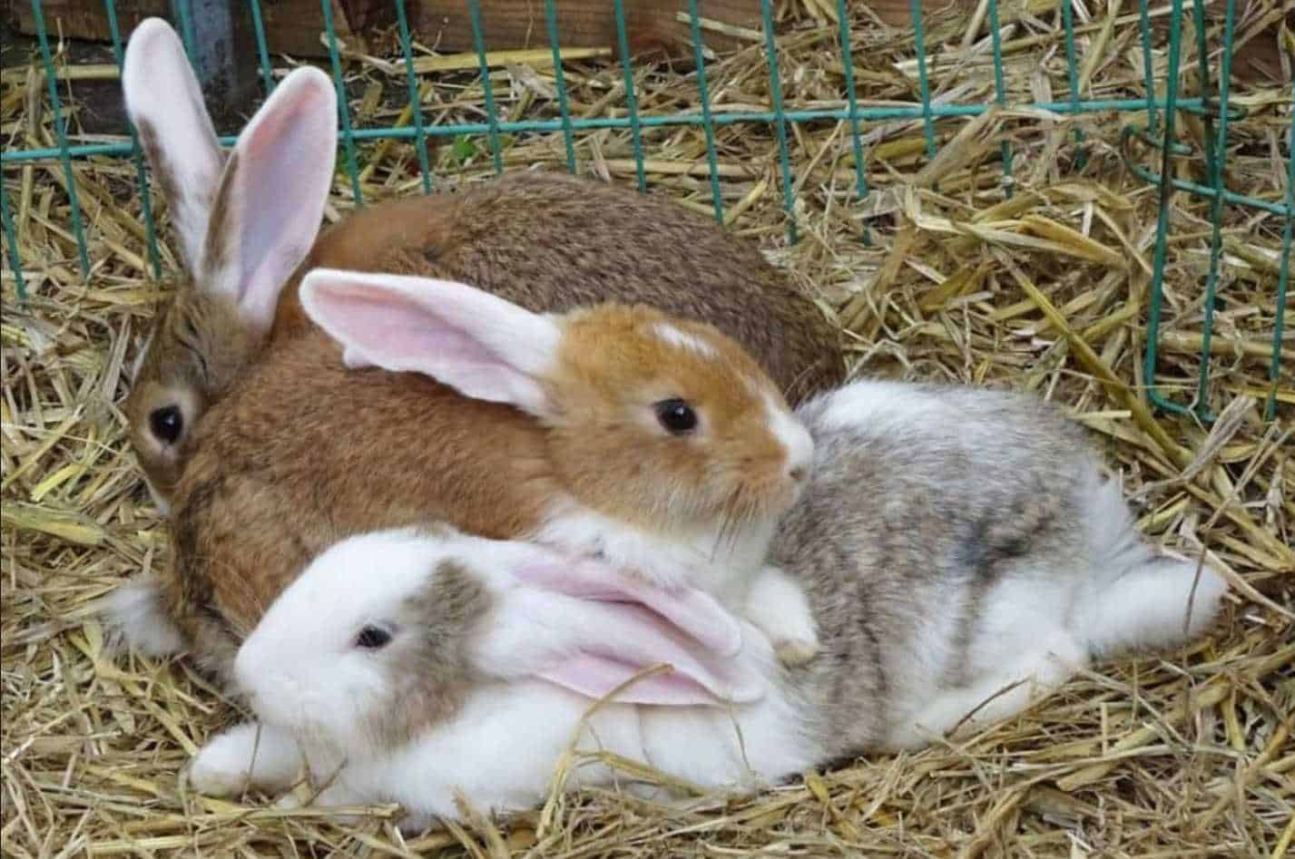 raising rabbits for meat