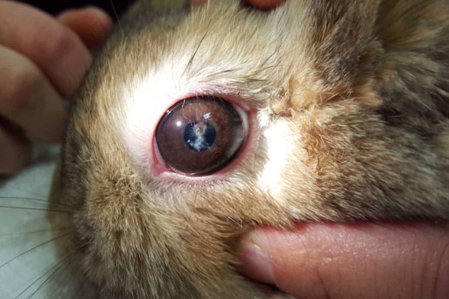 severe rabbit eye infection