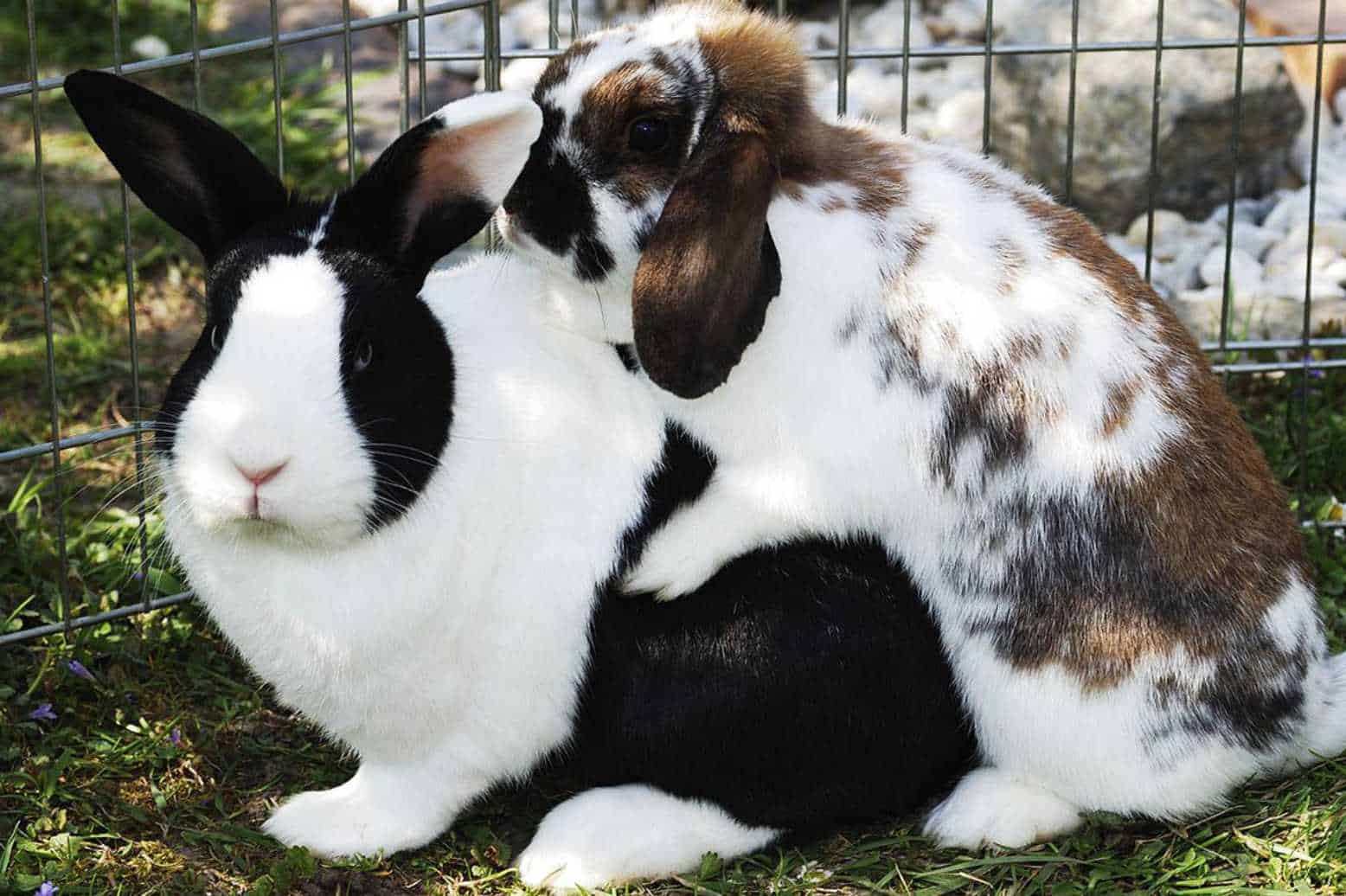 sexing a rabbit