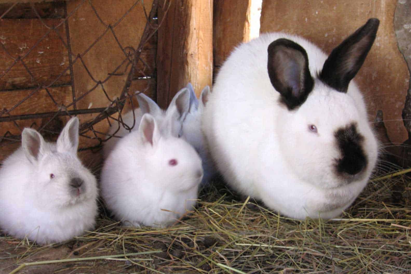 sexing baby bunnies