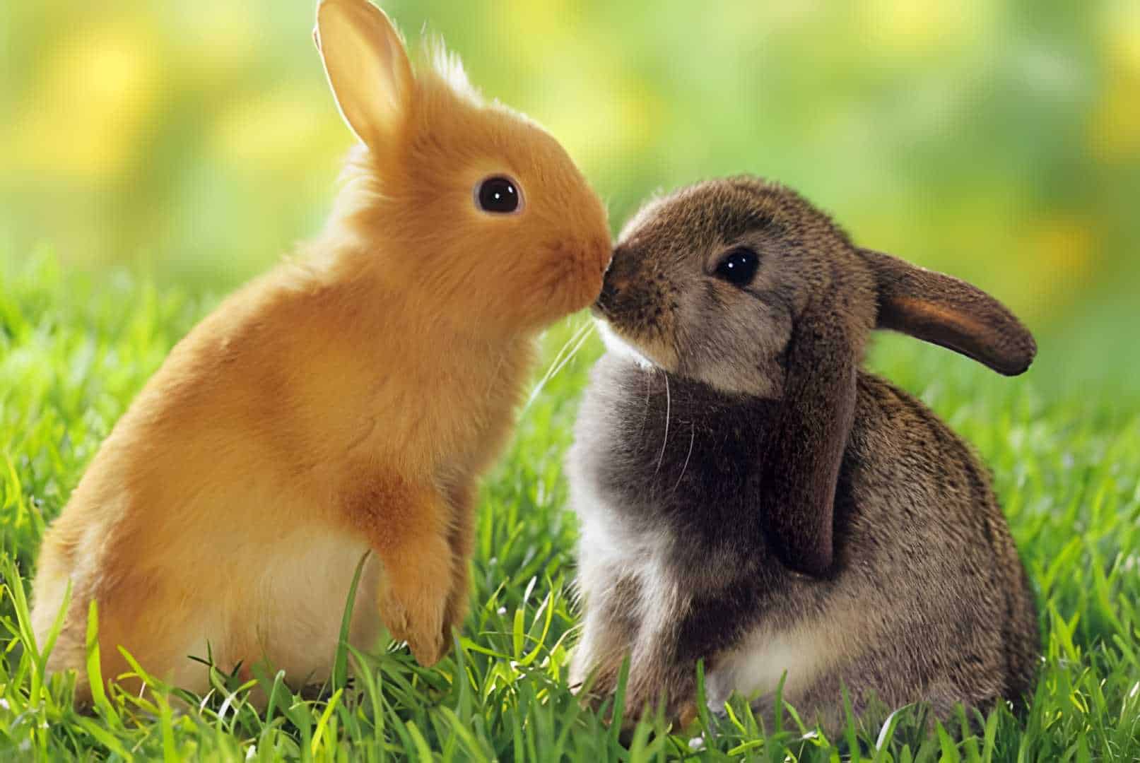 sexing bunnies