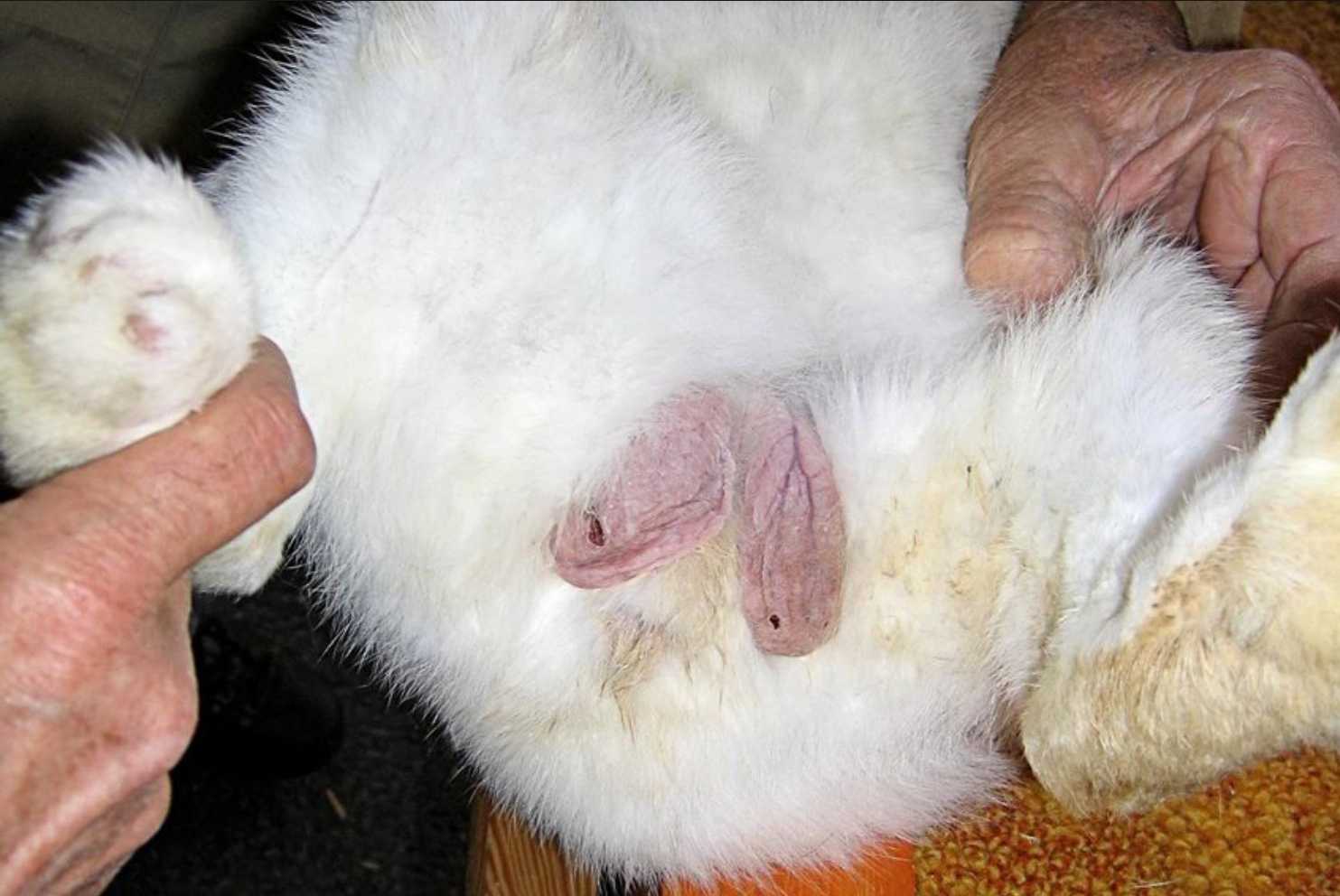 sexing rabbit