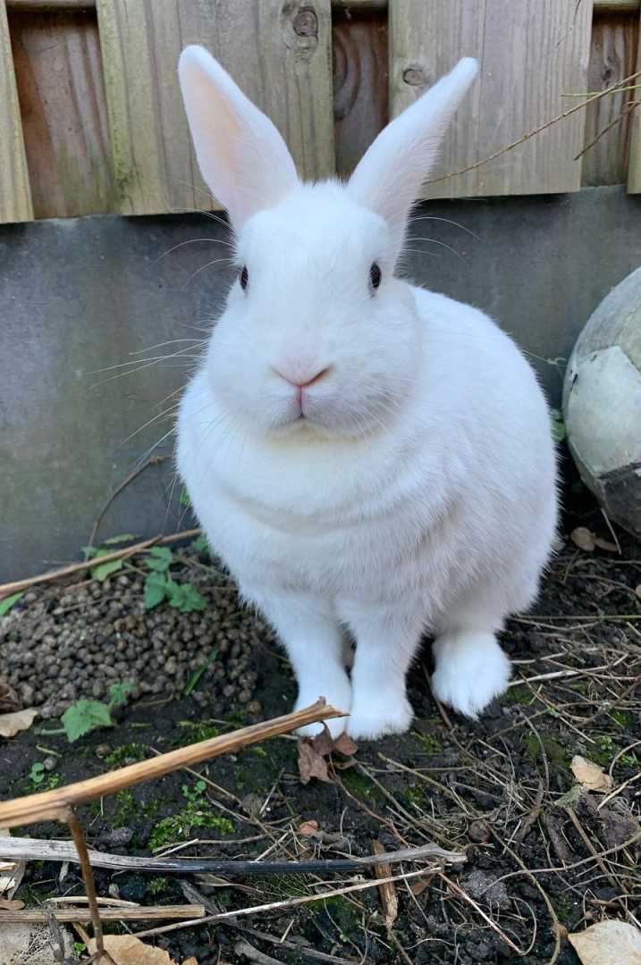 small white bunny