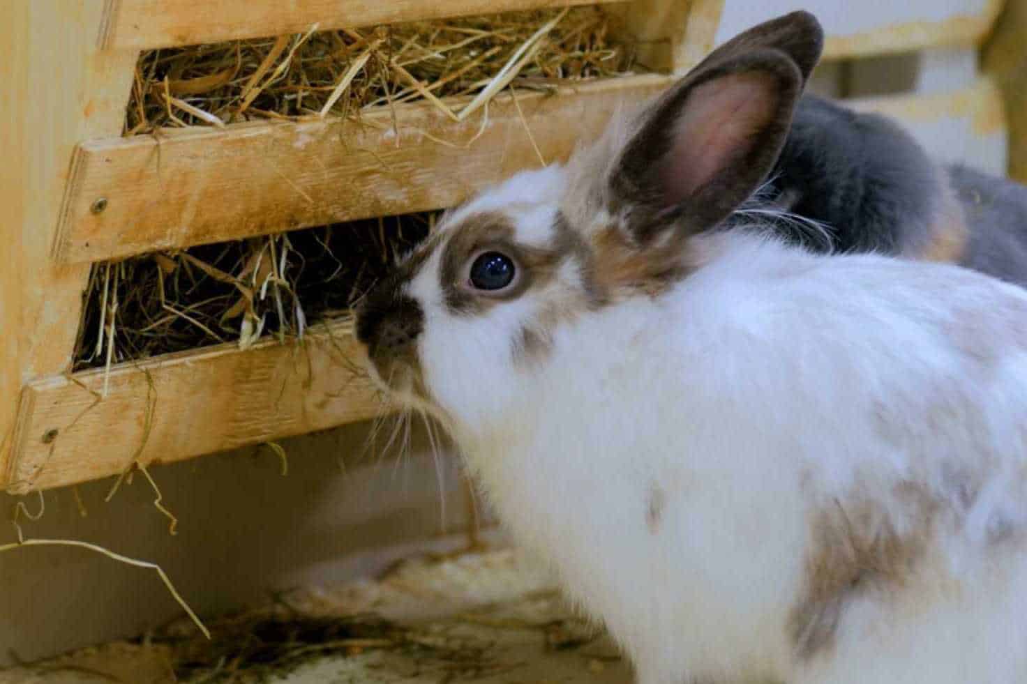storing hay for rabbits