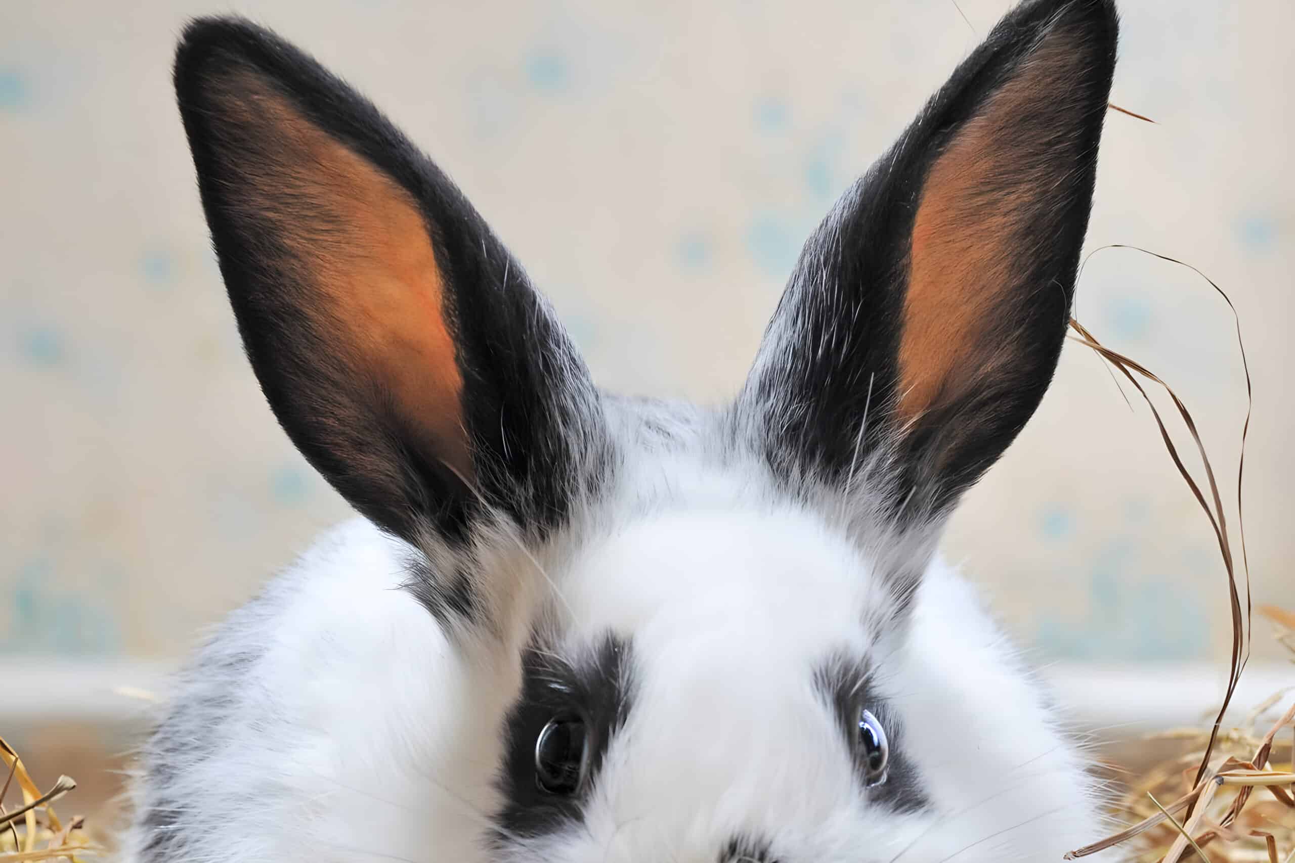 tularemia in rabbits