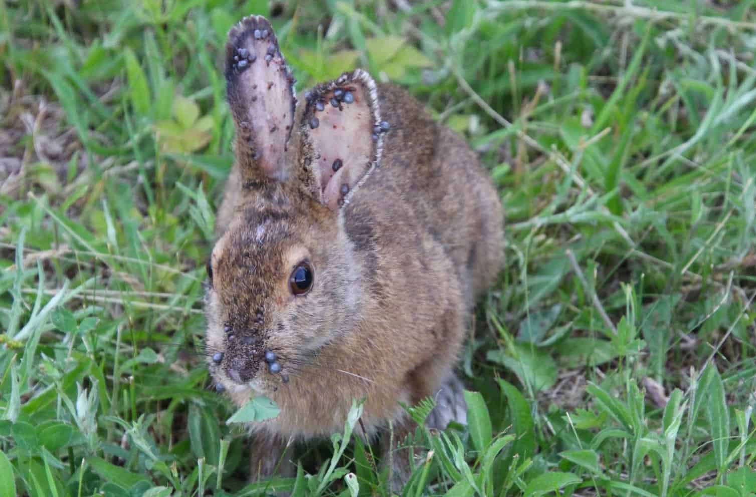 tularemia rabbit