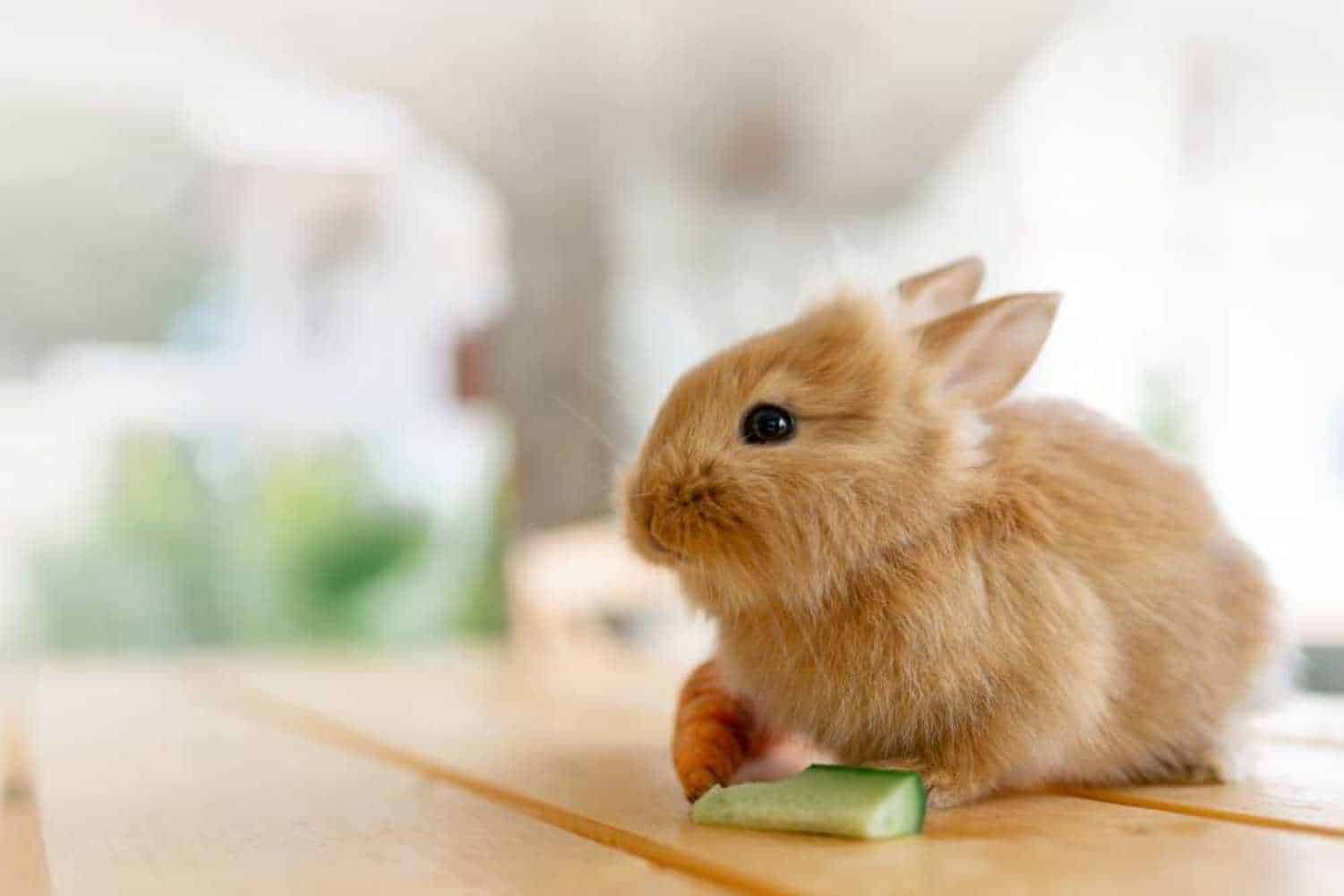 what can rabbits eat