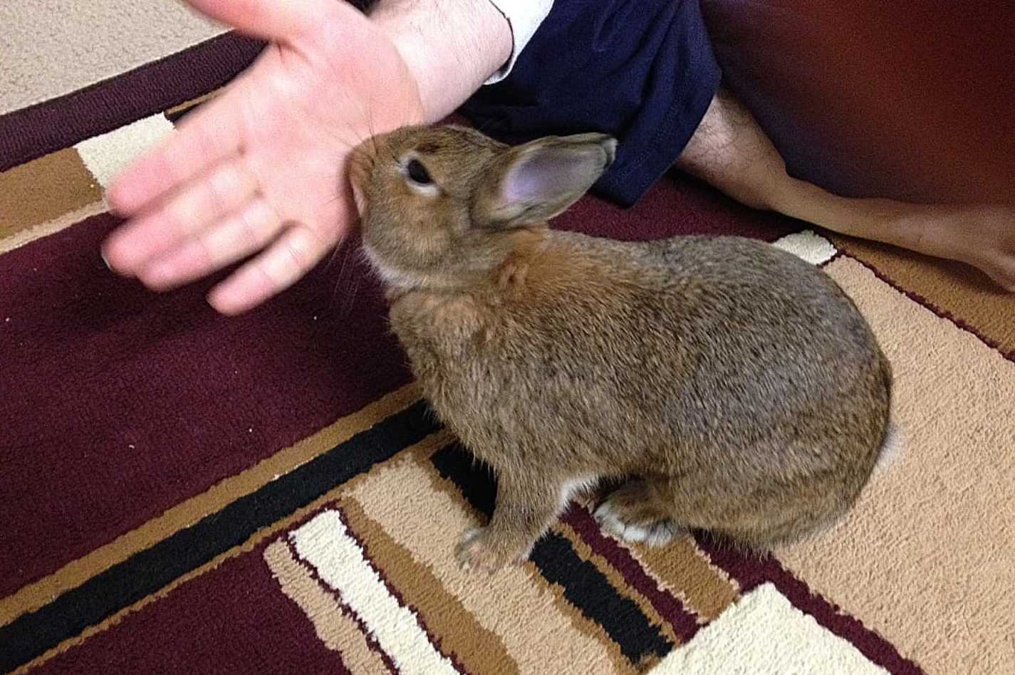 what does it mean when a rabbit licks you