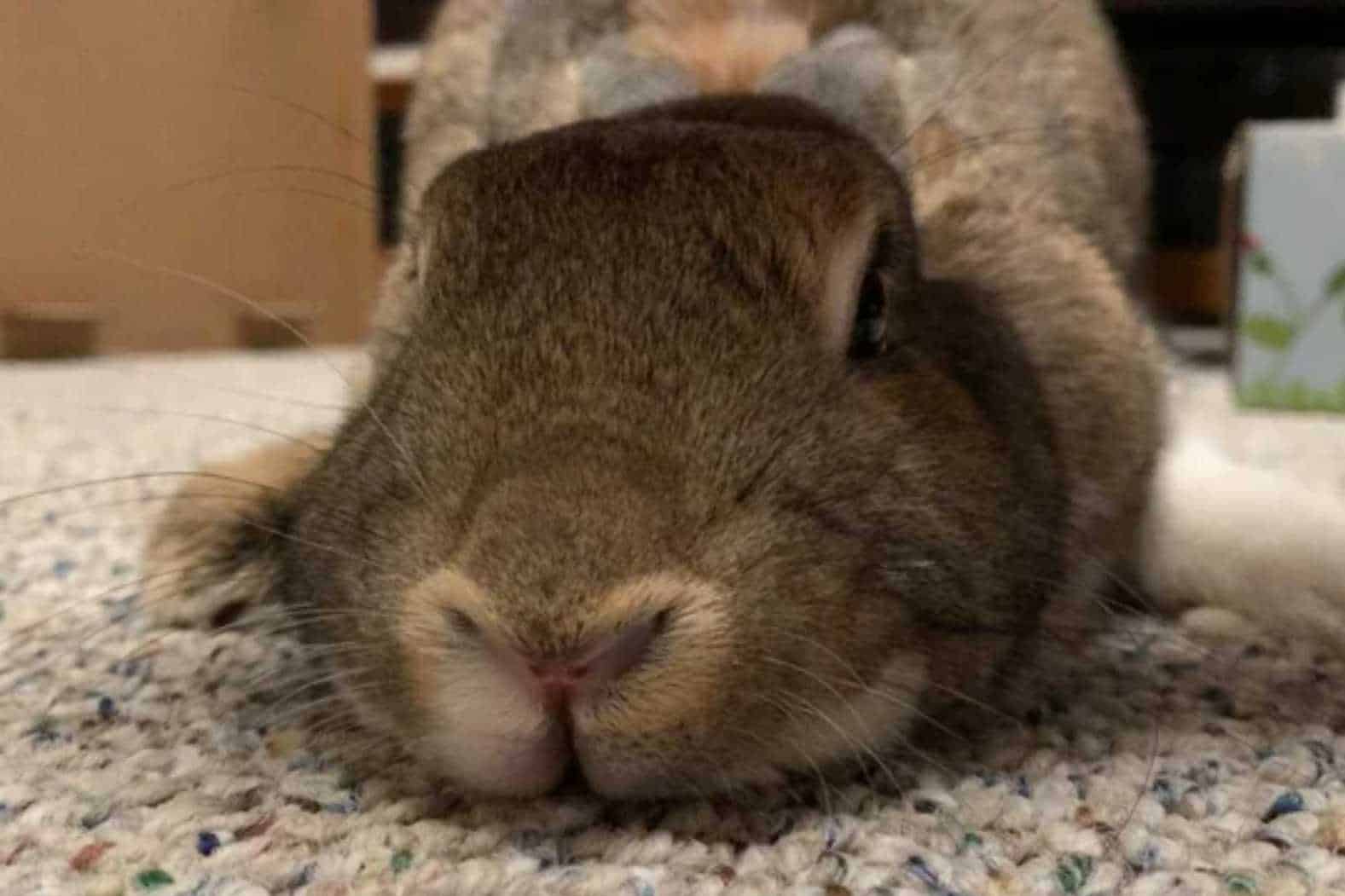 what sound does a bunny make