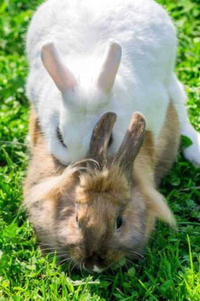 when do rabbits mate