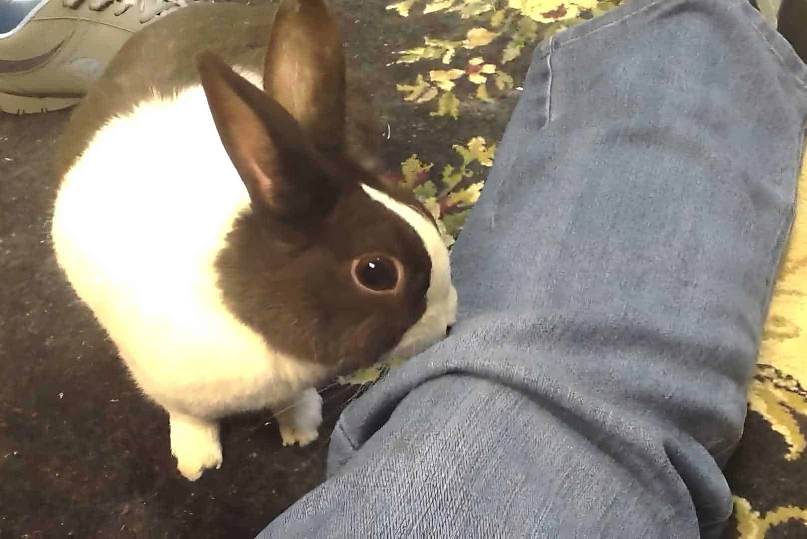 why do bunnies dig