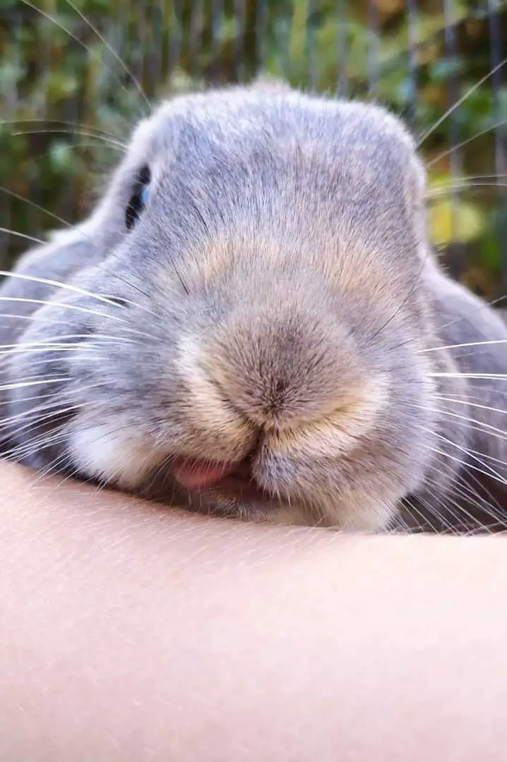 why do bunnies lick you