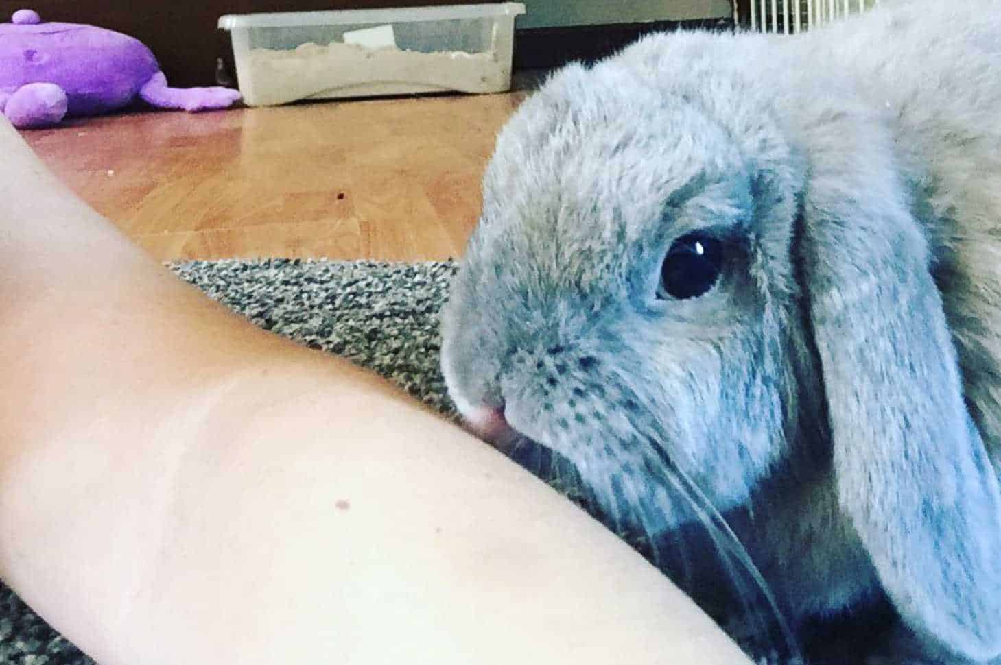 why does my bunny lick me