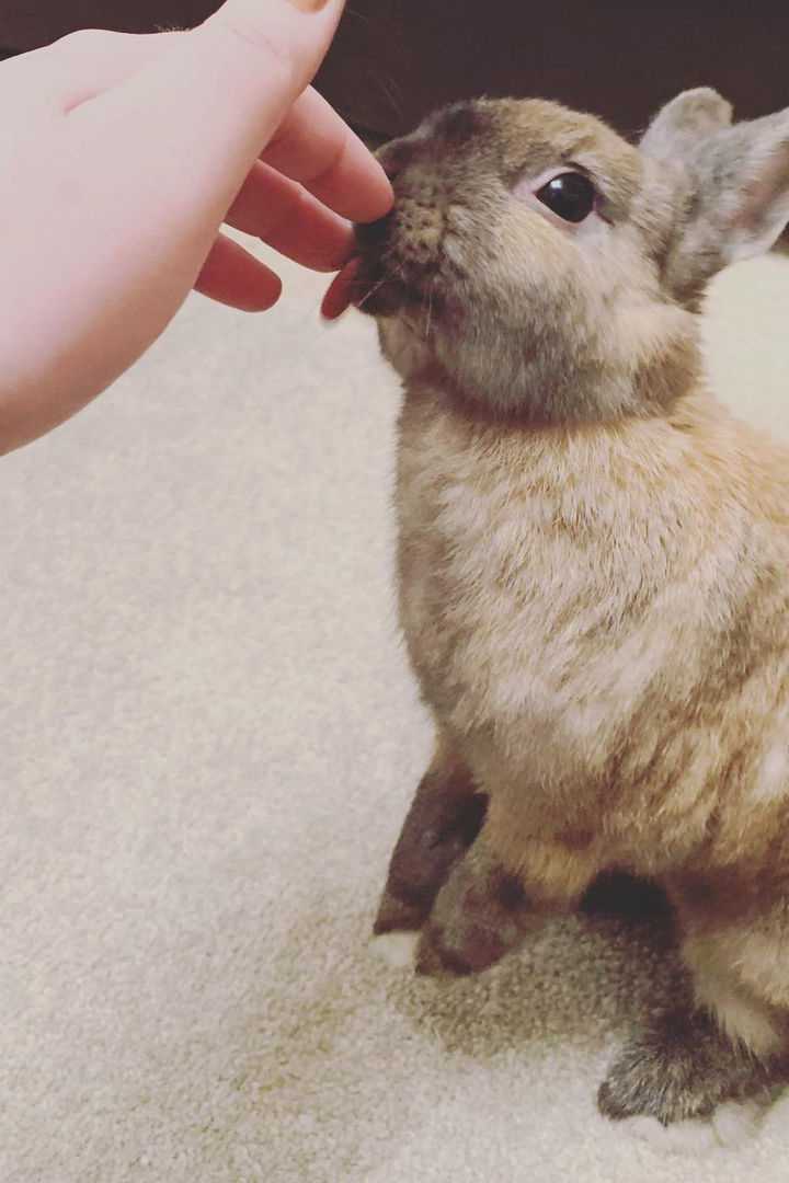 why does my rabbit lick me