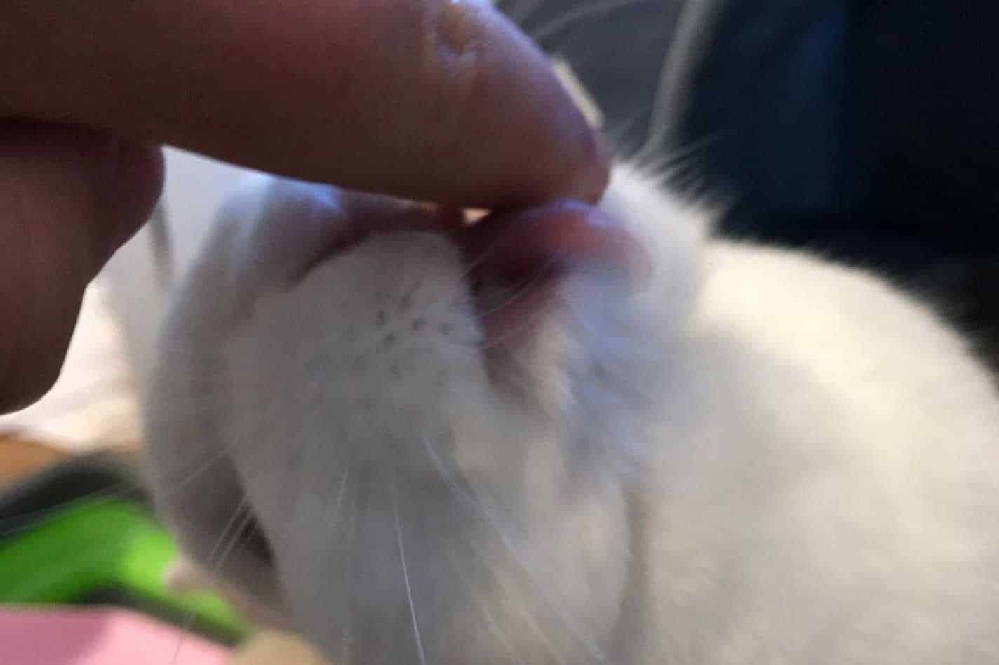 why is my bunny licking me