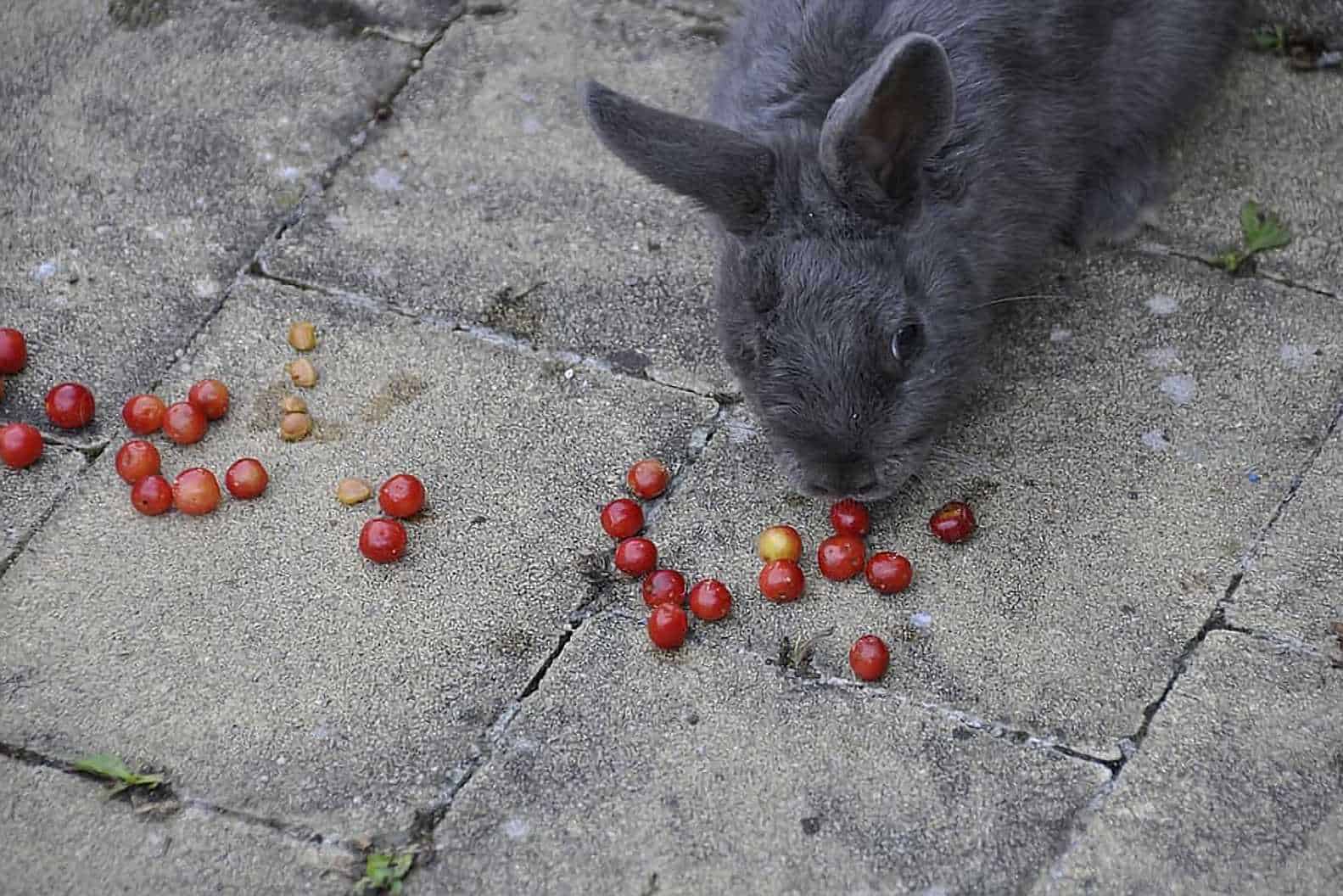 5 Things to Know About Feeding Cherries to Rabbits