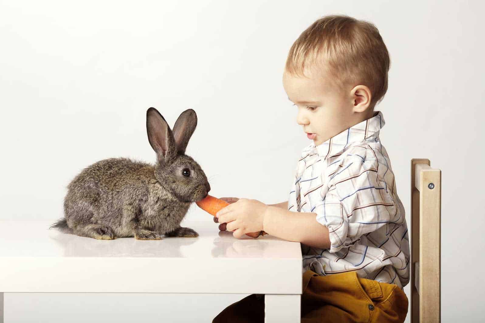 7 Best Rabbits For Children