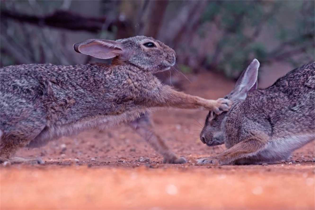7 Common Reasons Why Your Rabbits Are Fighting