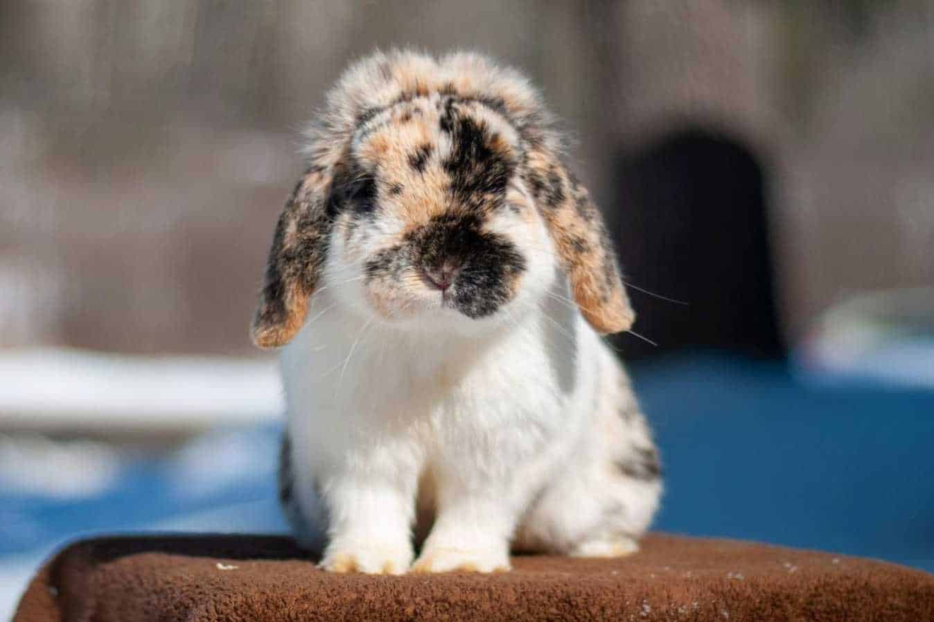 7 Most Gentle Lop Rabbit Breeds
