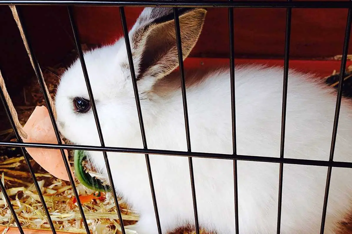 Are Salt Licks Harmful to Rabbits