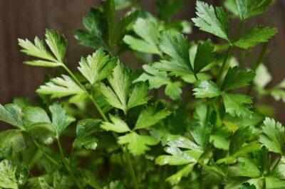 Can Rabbits Eat Parsley? (Basic Facts, Types & Benefits)