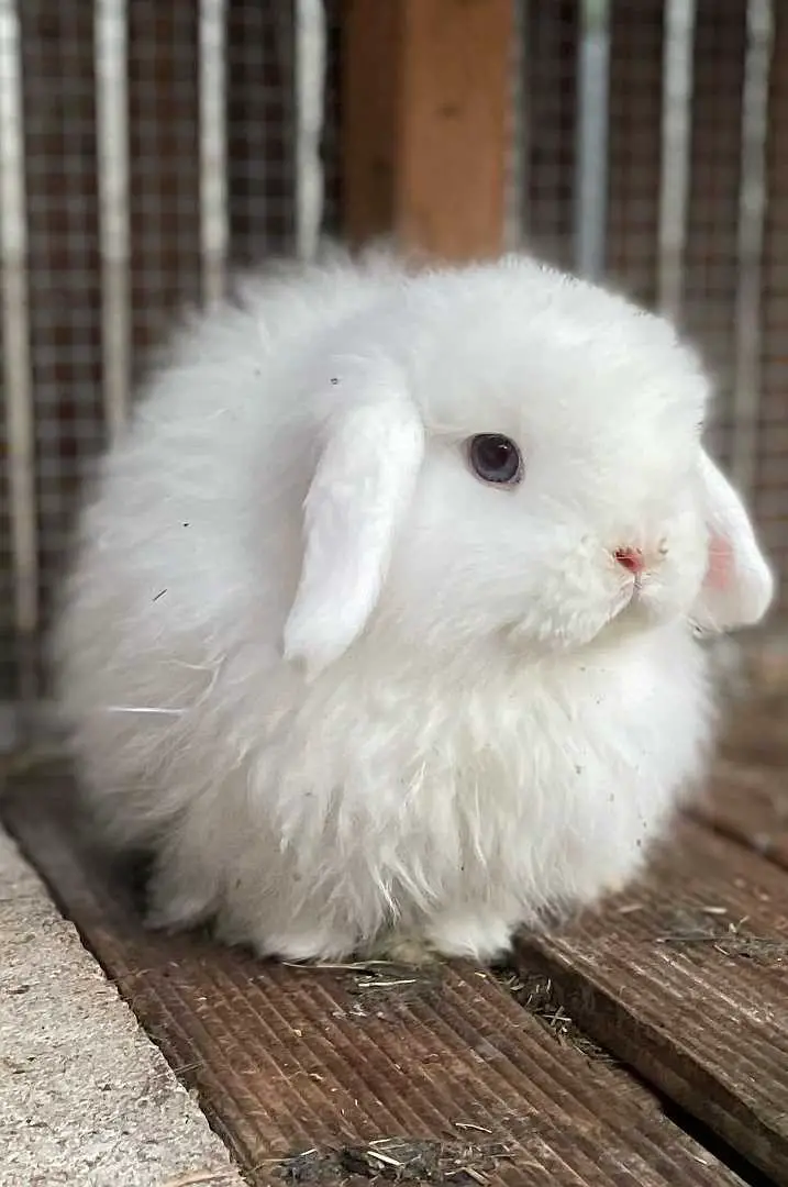 Cashmere Miniature Lop Most Gentle Lop Rabbit Breeds