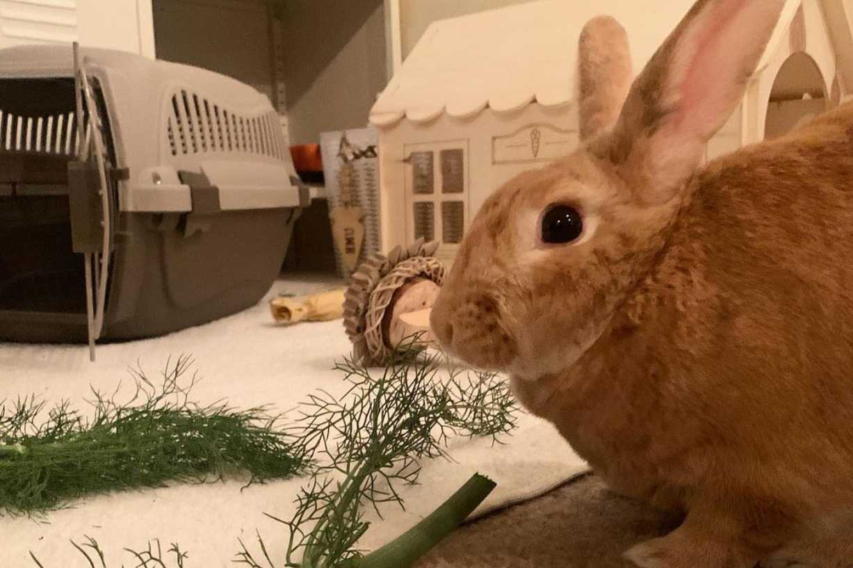 Discovering your Rabbit’s Intelligence Are Rabbits Smart