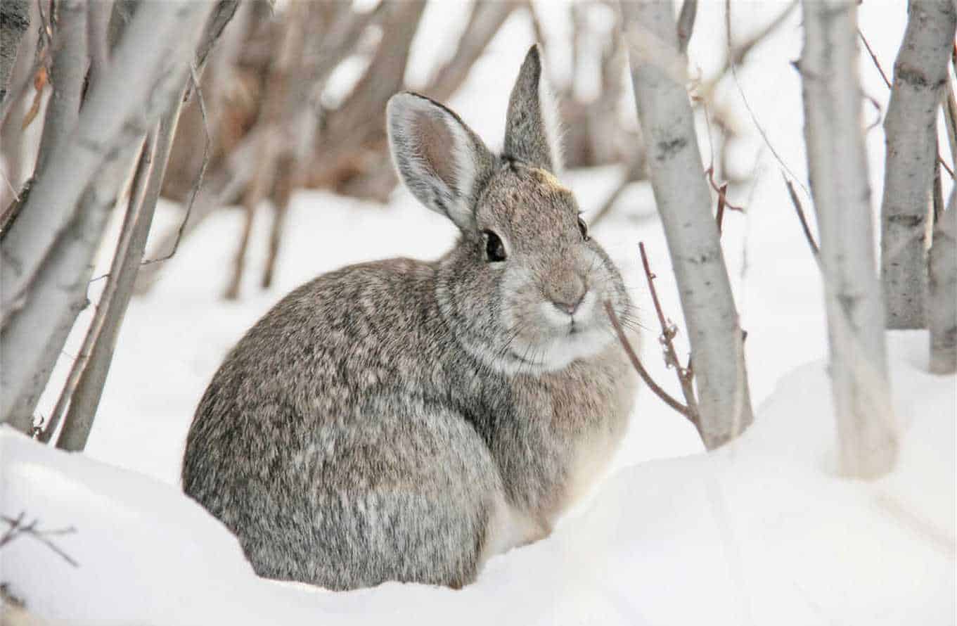 How Cold is Too Cold for Rabbits