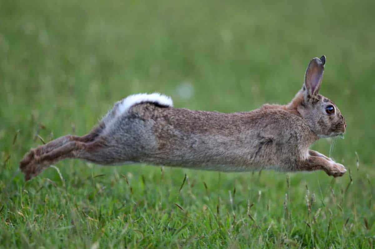 How Fast Can Rabbits Run