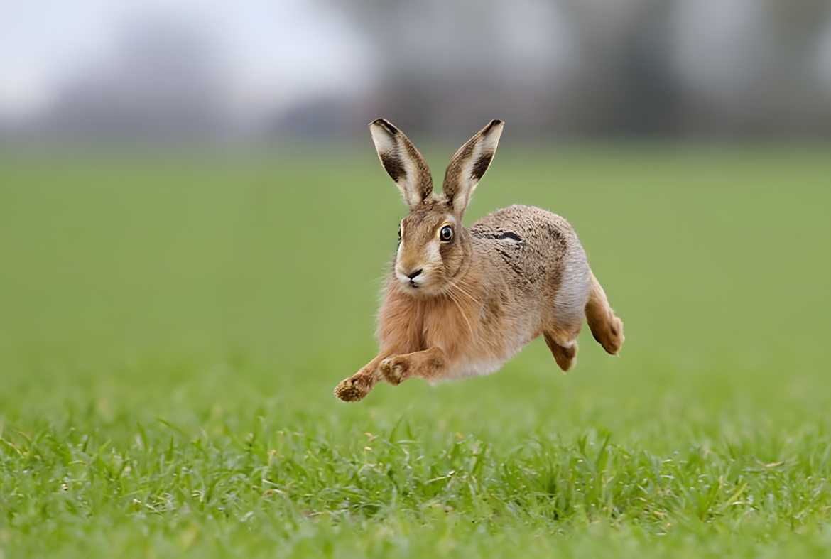 How fast can a rabbit run