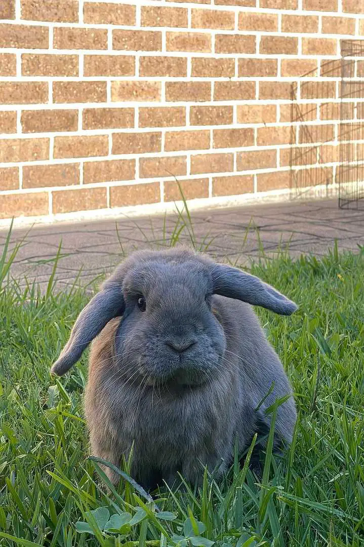 Mini Lop Most Gentle Lop Rabbit Breeds