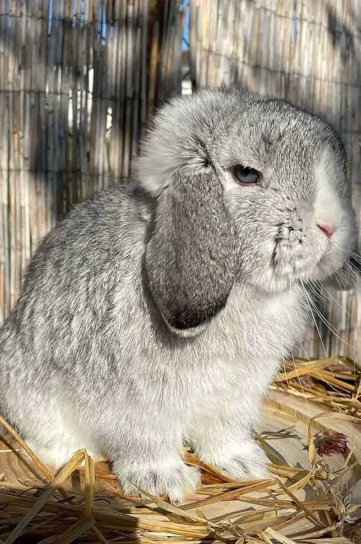 Mini Lop Rabbit 7 Best Rabbits For Children
