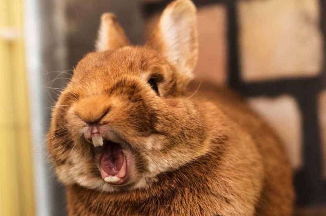 Rabbit Sneeze Everything You Need to Know About It
