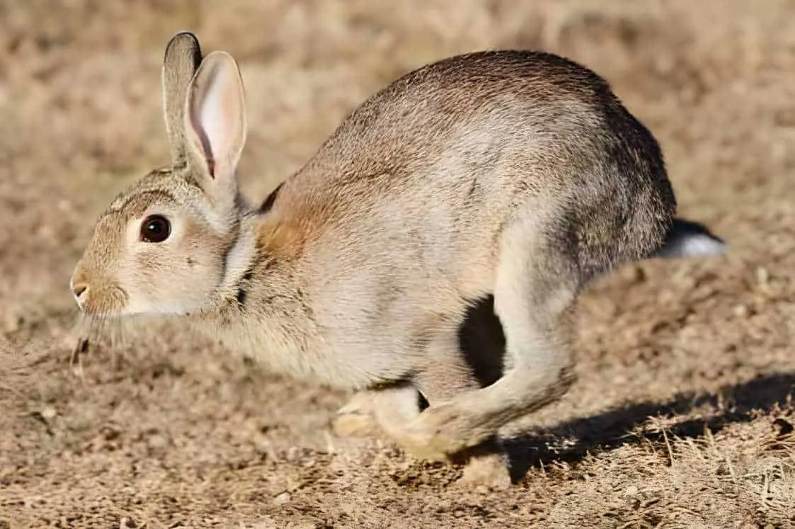 Rabbit history background