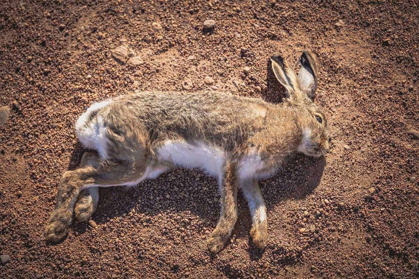 Rabbits Are Dead