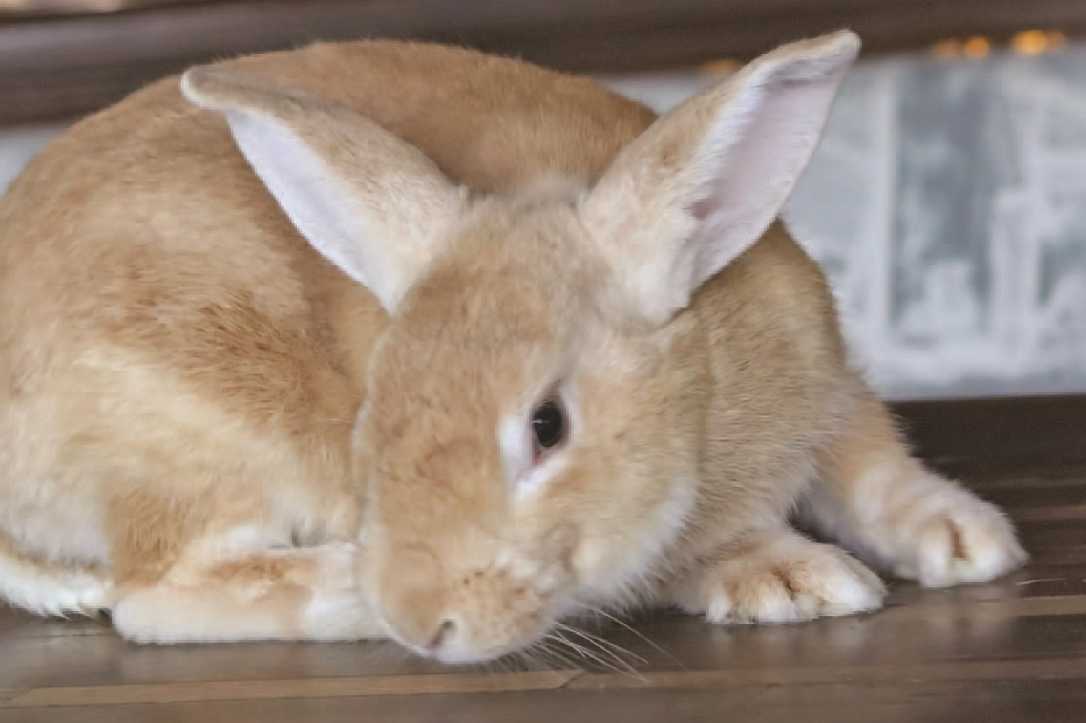 Signs and Symptoms of Rabies in Rabbits